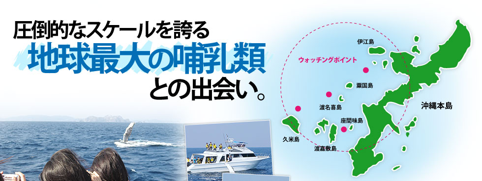 沖縄 ホエール ウォッチング 沖縄ホエールウォッチング・クジラ観察2022
